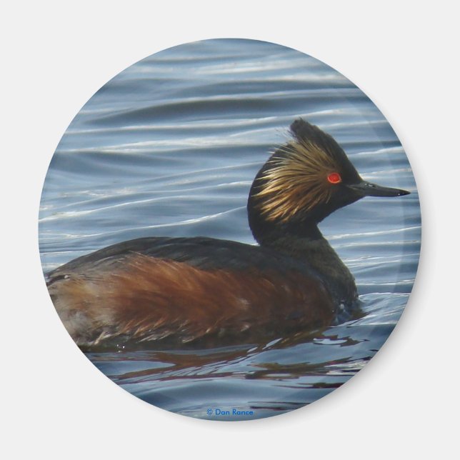 Imán B13 Eared Grebe (Frente)