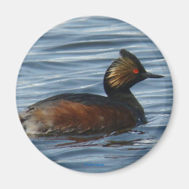 Imán B1 Eared Grebe