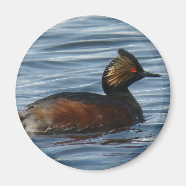 Imán B1 Eared Grebe (Frente)
