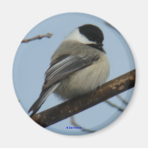 Imán B21 Pollo negro con tapa