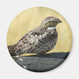 Imán B29 Common Nighthawk