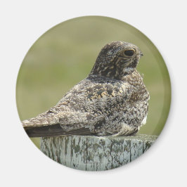 Imán B2 Common Nighthawk