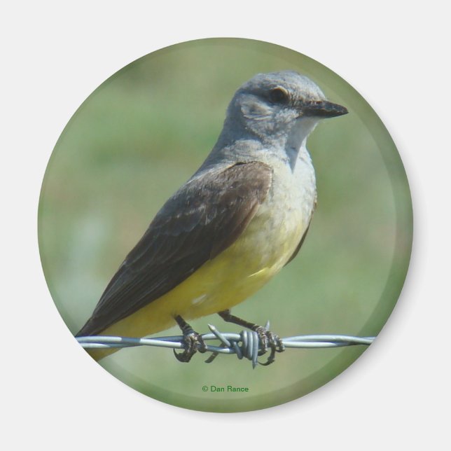 Imán B31 Western Kingbird (Frente)