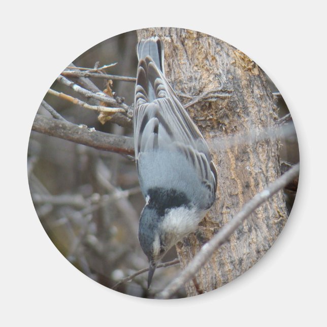 Imán B39 Nuthatch de pechos rojos (Frente)