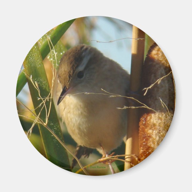 Imán B3 Marsh Wren (Frente)
