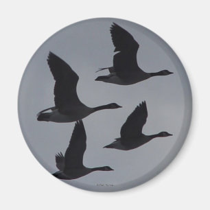 Imán B46 Geese canadiense en vuelo