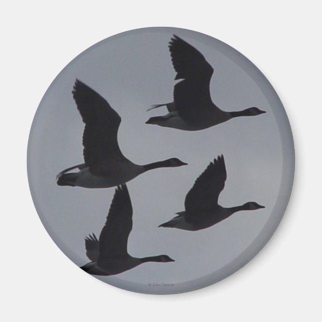 Imán B46 Geese canadiense en vuelo (Frente)