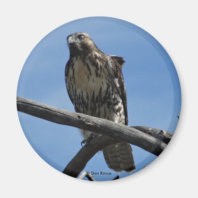 Imán B54 Aguililla de Swainson (Frente)