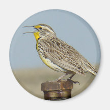 B6 Meadow Lark