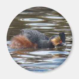 Imán B8 Eared Grebe Courting