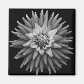 Imán B & W Dahlia Magnet