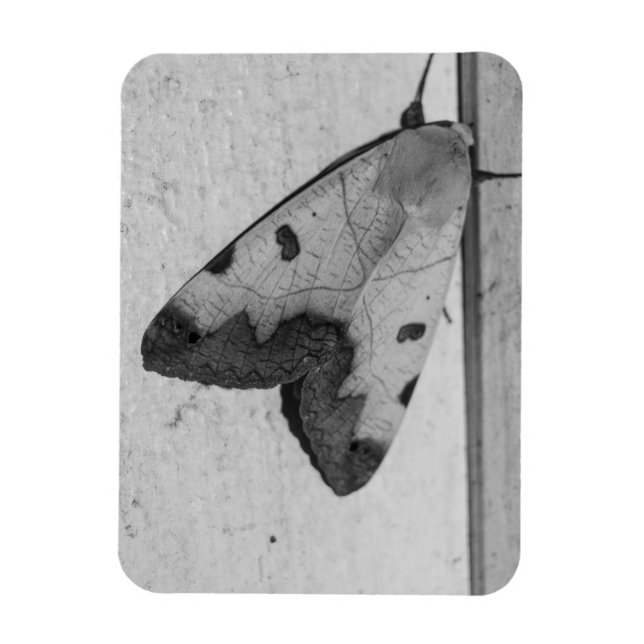 Imán B&W - Ophiusa tirhaca, el hueco verde (Vertical)