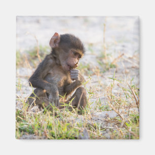 Imán Baboon joven