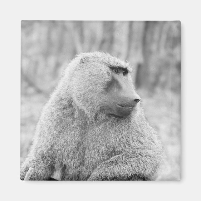 Imán Baboya africana (Frente)