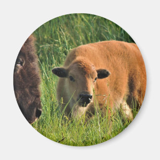 Imán Baby Bison Magnet