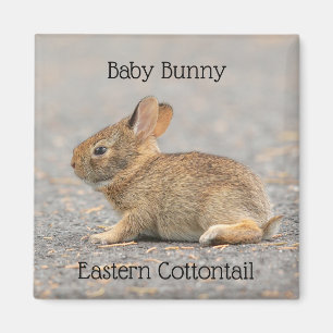 Imán Baby Bunny Eastern Cottontail Rabbit