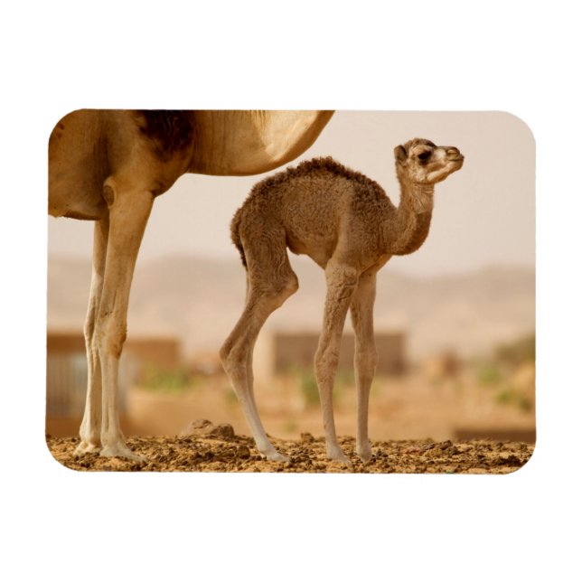 Imán Baby Camel (Horizontal)