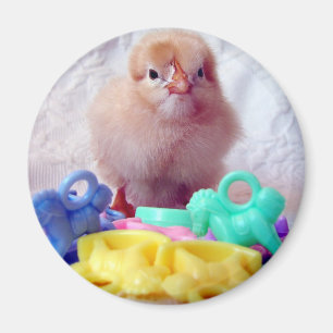 Imán Baby Chick