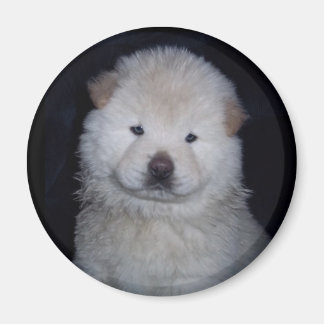 Imán Baby Cream Chow Chow Magnet