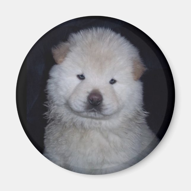 Imán Baby Cream Chow Chow Magnet (Frente)