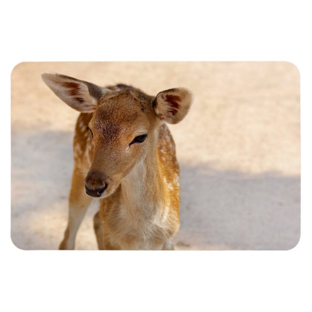 Imán Baby Deer (Horizontal)