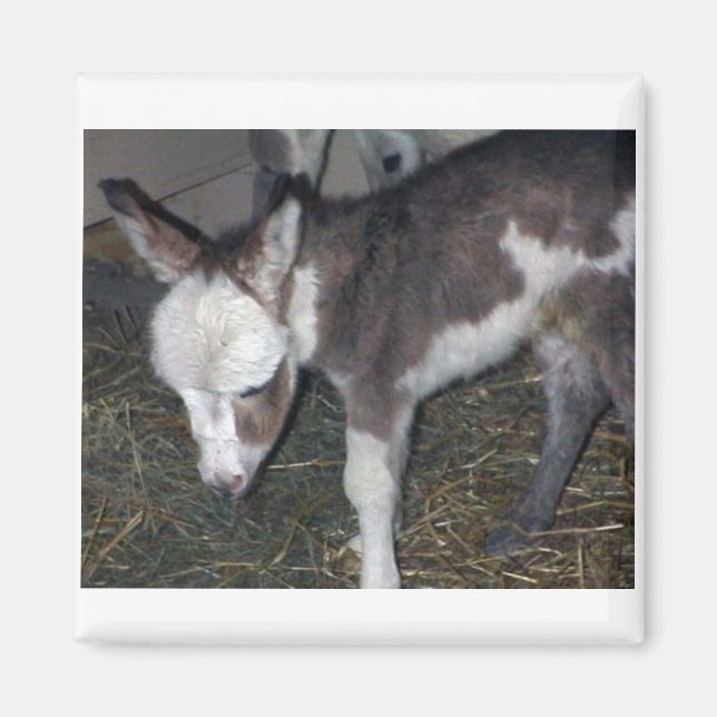 IMÁN BABY DONKEY (Frente)