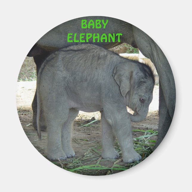 Imán Baby Elephant Magnet (Frente)
