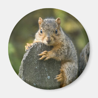 Imán Baby Fox Squirrel