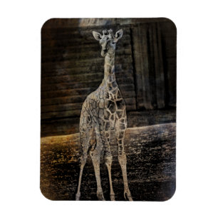 Imán Baby Giraffe