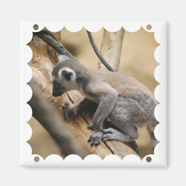 Imán Baby Lemur Magnet (Frente)