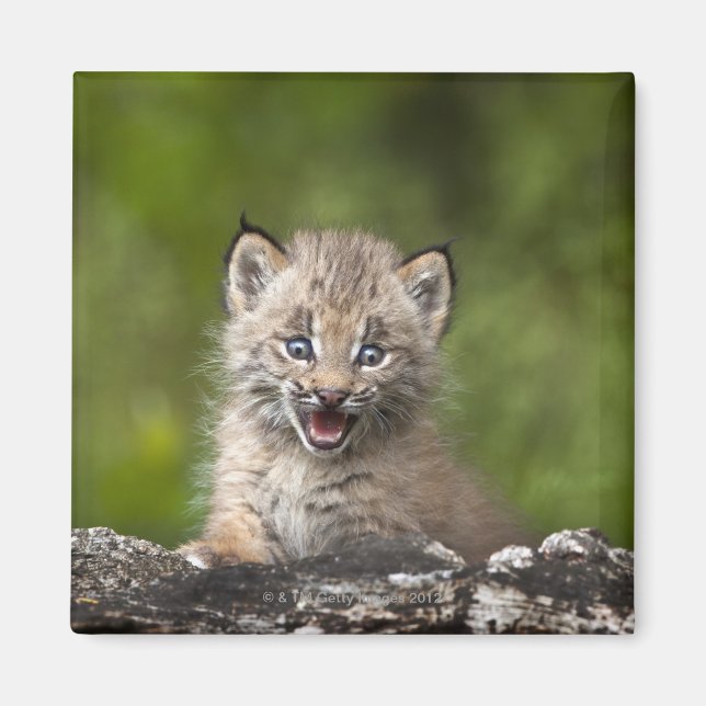 Imán Baby Lynx (Lynx Canadensis) Mirando sobre A (Frente)