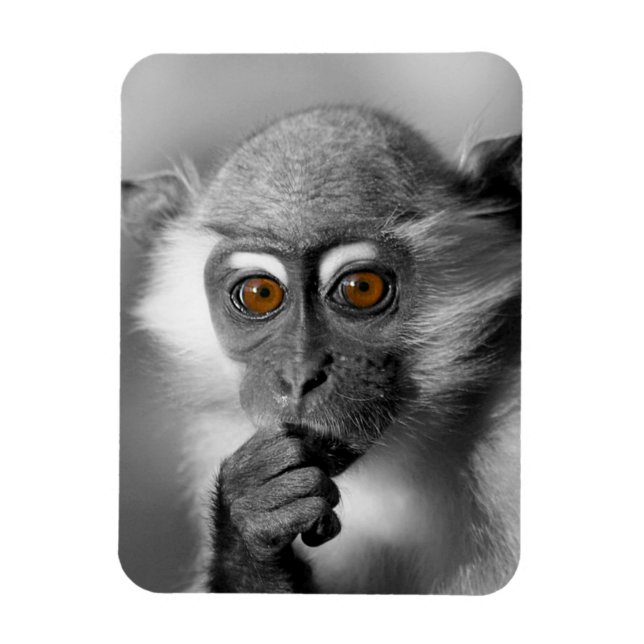 Imán Baby Mangabey Monkey (Vertical)