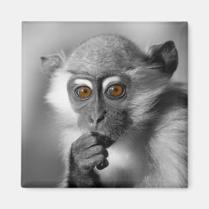 Imán Baby Mangabey Monkey