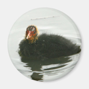 Imán Baby Moorhens