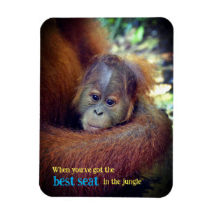Imán Baby Orangutan