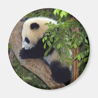 Imán baby-panda3-10x10