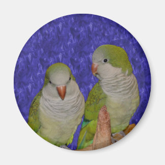 Imán Baby Quaker Parrot Parrot Animal Magnet