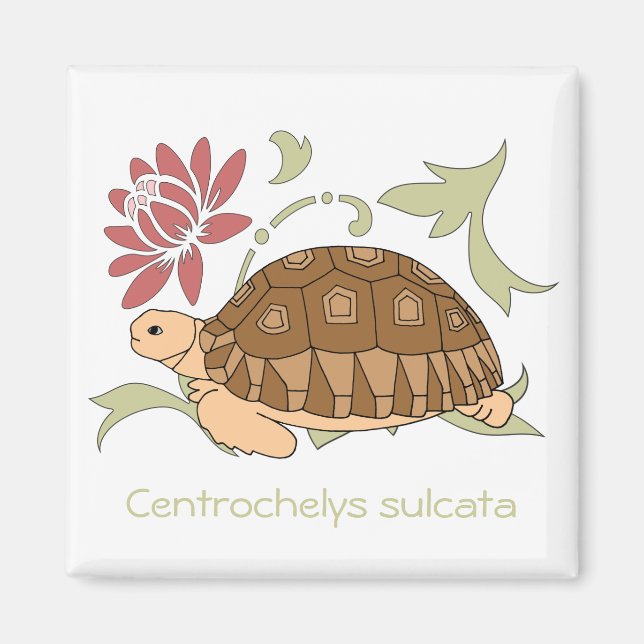 Imán Baby Sulcata Tortoise Magnet (floral) (Frente)