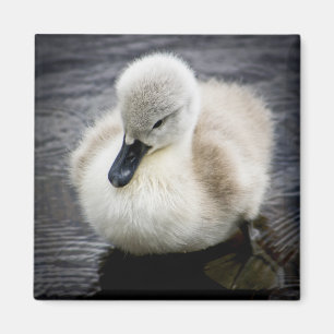 Imán Baby Swan   Cygnet