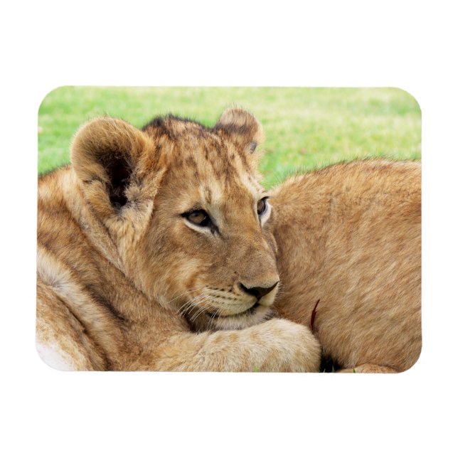 Imán Baby Tiger (Horizontal)