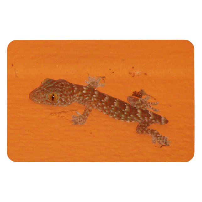 Imán Baby Tokay Gecko (Horizontal)