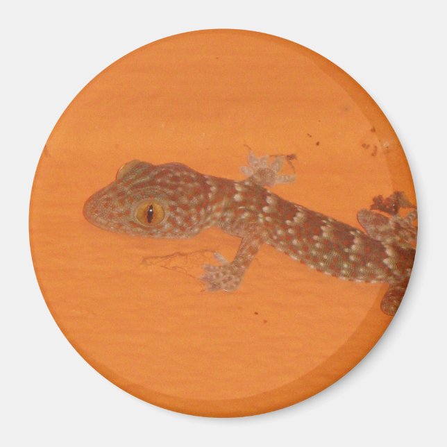 Imán Baby Tokay Gecko (Frente)
