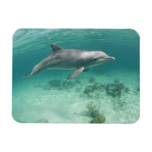 Imán Bahamas, Isla Gran Bahama, Freeport, Cautivo 6