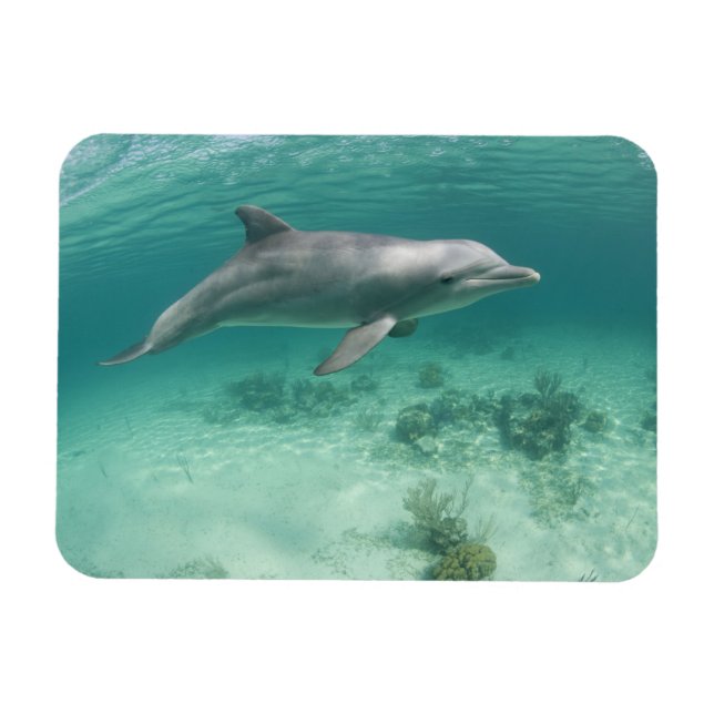 Imán Bahamas, Isla Gran Bahama, Freeport, Cautivo 6 (Horizontal)