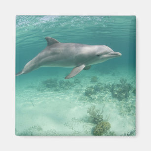 Imán Bahamas, Isla Gran Bahama, Freeport, Cautivo 6