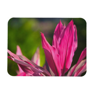 Imán BAHAMAS, Isla Nueva Providencia, Nassau:Paraíso