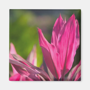 Imán BAHAMAS, Isla Nueva Providencia, Nassau:Paraíso