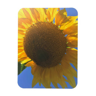 Imán Bajo un girasol