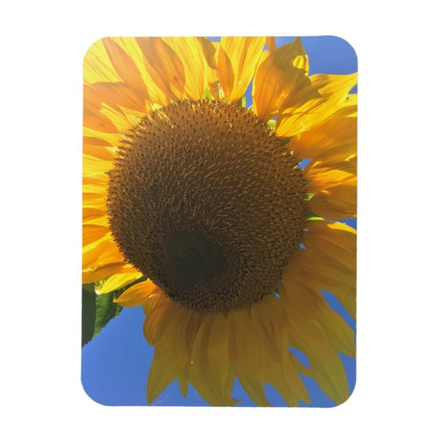 Imán Bajo un girasol (Vertical)