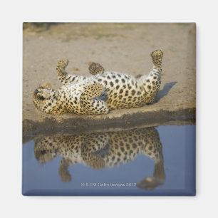 Imán Balanceo femenino del leopardo (pardus del